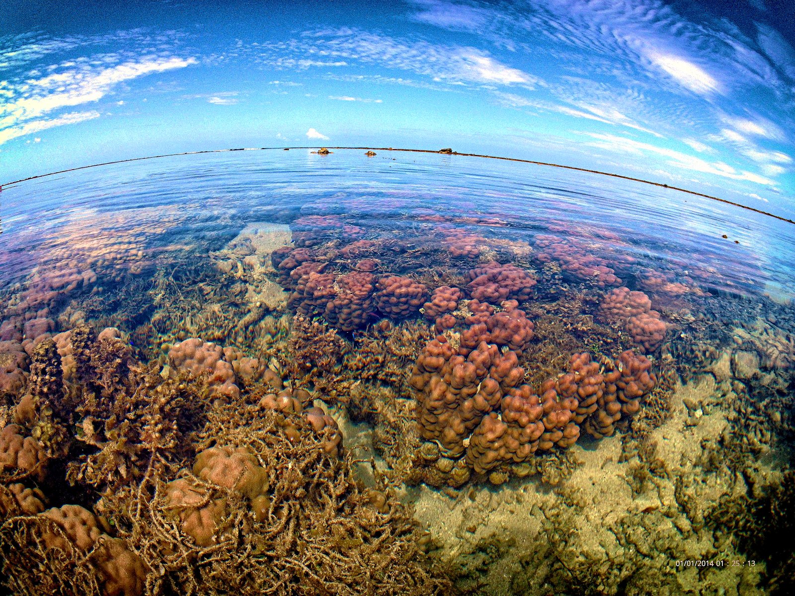 Coral and Sky